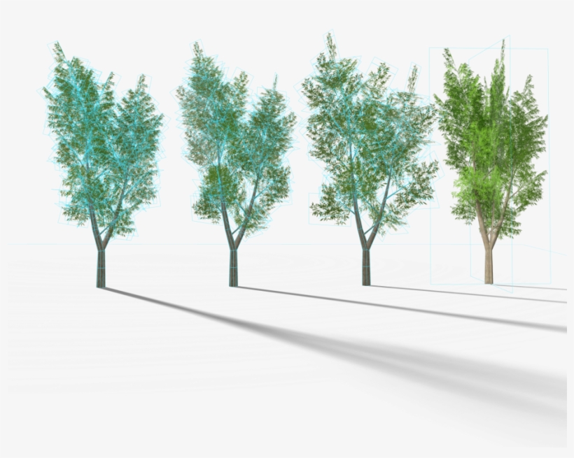 1 Eucalyptus Tree 3 Royalty-free 3d Model - Eucalyptus Tree, transparent png download
