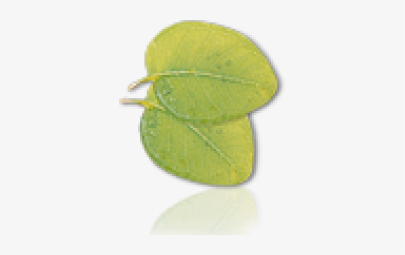 Leaf, transparent png download