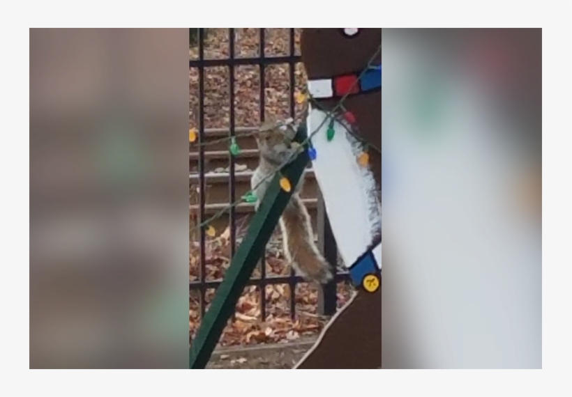 Sea Girt Squirrel Christmas - Squirrel Eating Christmas Light, transparent png download