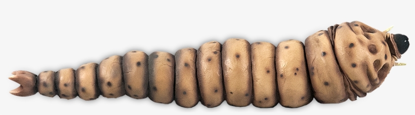 Mothralarvae-top - Wood, transparent png download