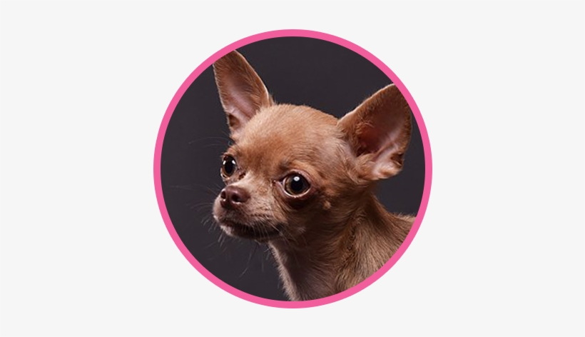 Red Glare Flora - Chihuahua, transparent png download