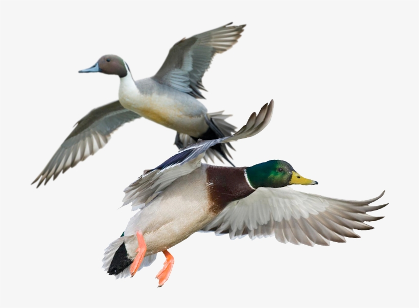 Duck Hunts - Mossy Oak Graphics Northern Pintail Indoor Wall Graphic, transparent png download