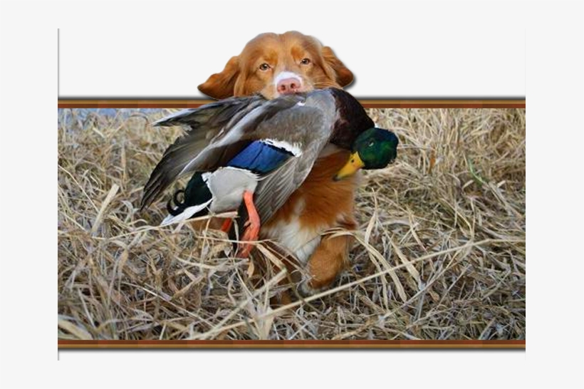 You Will Enjoy The Crisp Fall Air & Breathtaking Colors - Canadian Duck Hunter, transparent png download