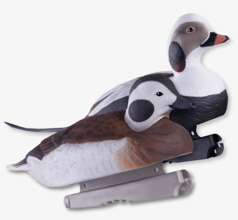Image Of The Ghg Long-tailed Duck Foam Filled Decoys - Long-tailed Duck, transparent png download
