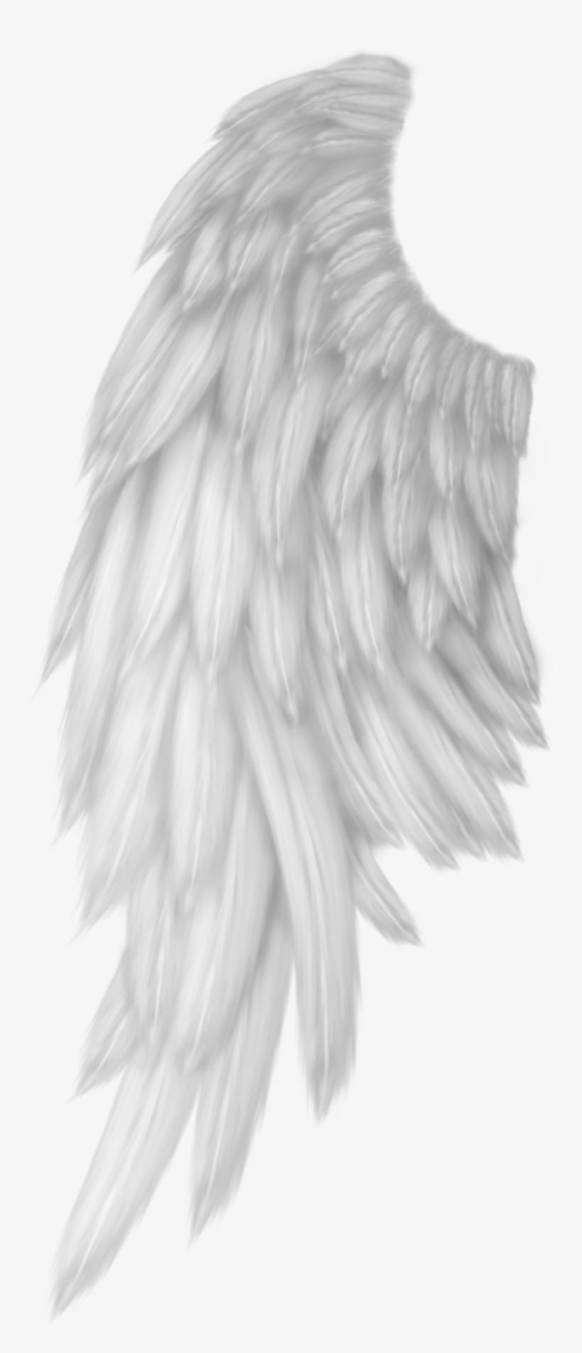 Related Wallpapers - 翅膀 Png, transparent png download