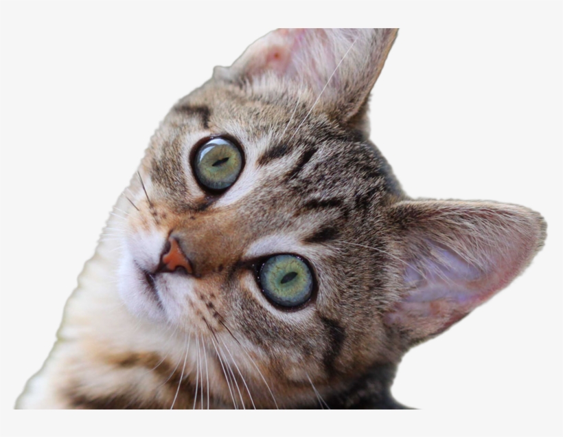 Mobile Police Take Action On Midtown Cats Being Killed - Cafepress Kitty Collage Flip Flops, transparent png download