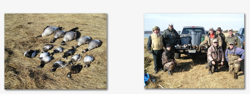 Black Duck Outfitters - Eastern Shores, transparent png download