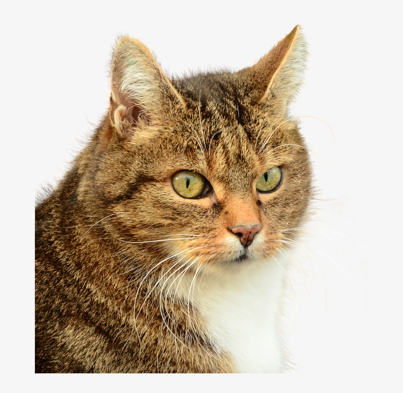 Png Images - Domestic Cat Profile Journal, transparent png download