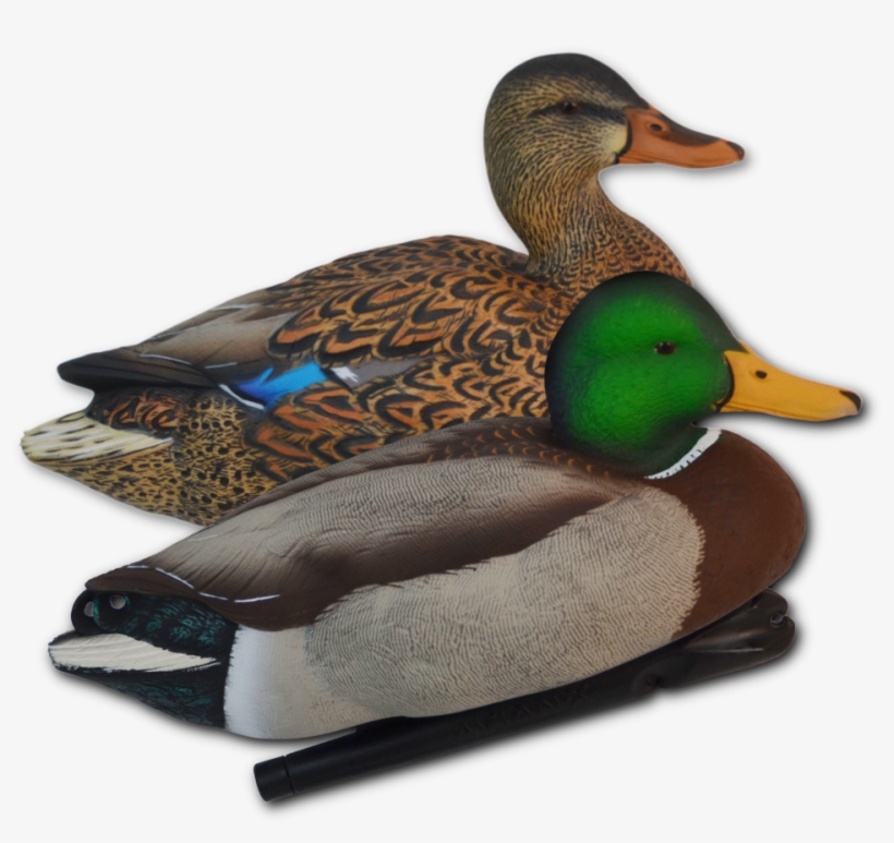 Lf-325 - Mallard, transparent png download