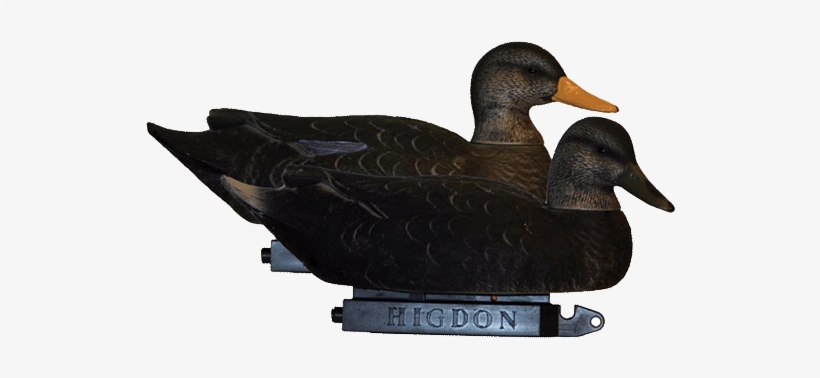 Higdon Battleship Super Magnum Black Duck - Mallard, transparent png download