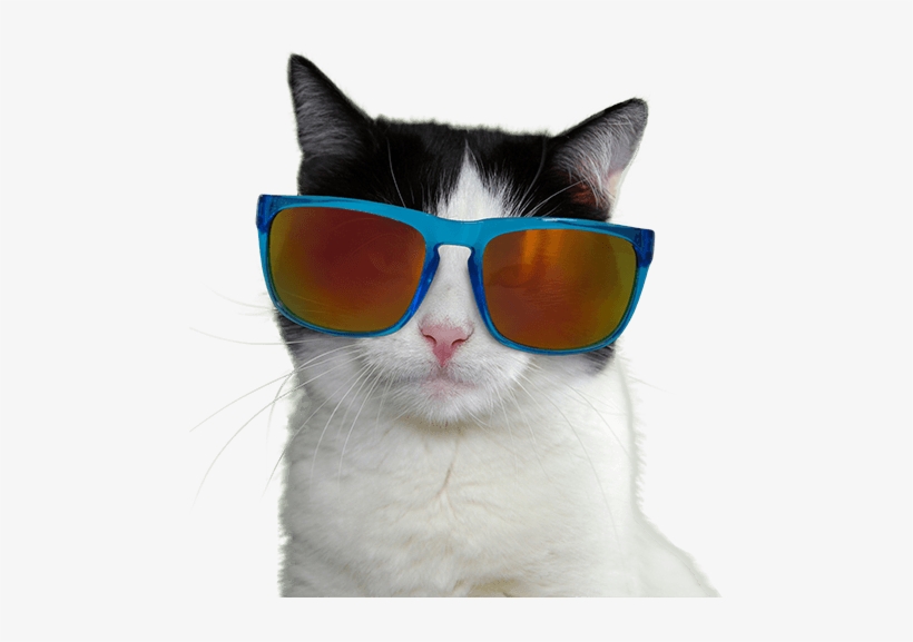 Meow - Cat, transparent png download