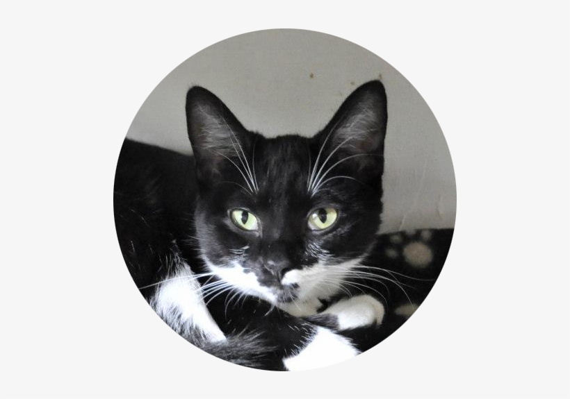 Lost Cats - Black Cat, transparent png download