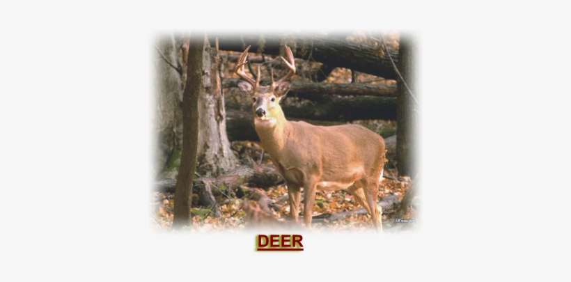 Outdoor Mike's Deer Hunting Recorder Logbook: Keep, transparent png download