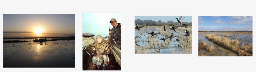 Arkansas Duck Hunting, Arkansas Guided Duck Hunts, - Mallard, transparent png download