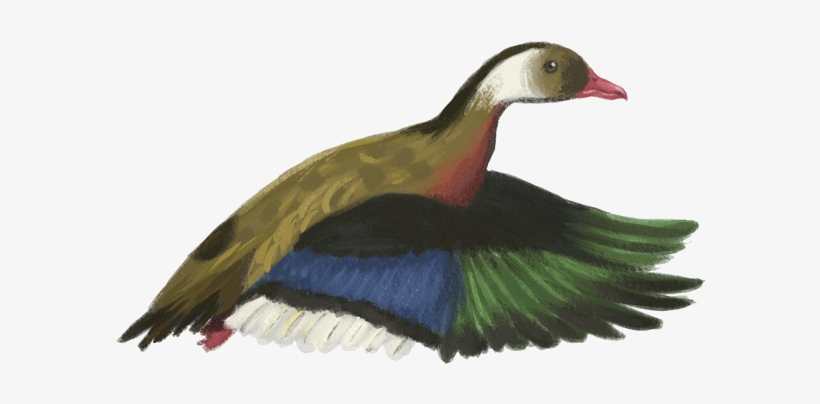 Brazilian Duck - Mallard, transparent png download