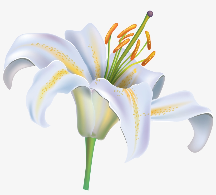 White Flower - White Lily Flower Png, transparent png download