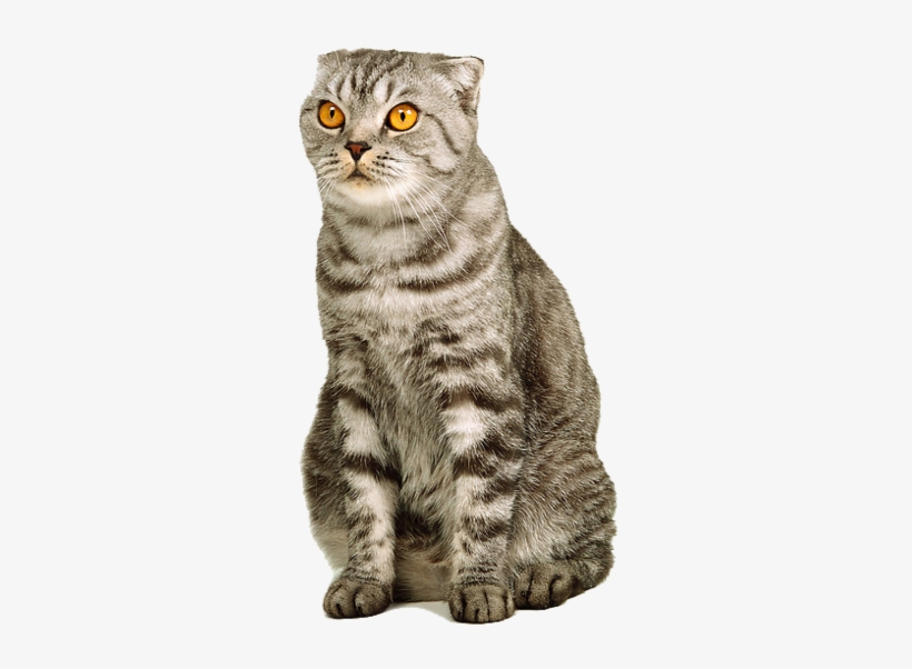 Cat Image Id Photo - Cat Valentines Cards Funny, transparent png download