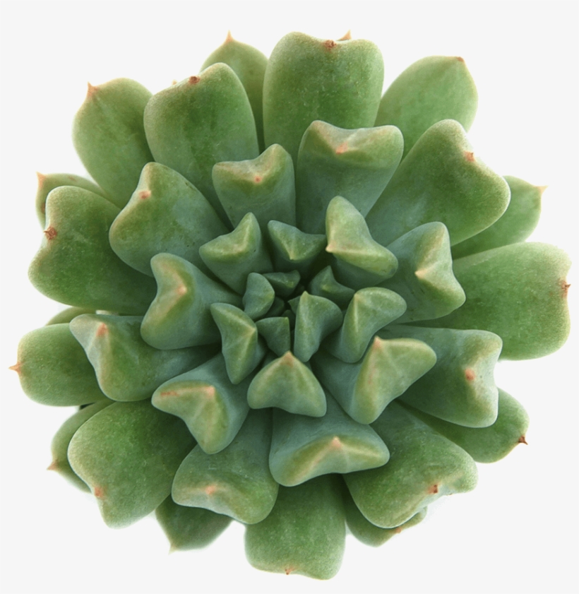 Echeveria 'irish Mint' Succulents - Succulent Plant, transparent png download