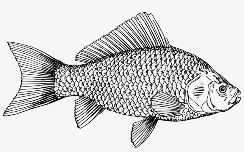 Goldfish Png - Goldfish, transparent png download