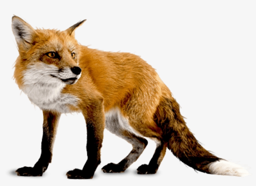 Free Png Fox Png Images Transparent - Fox Png, transparent png download