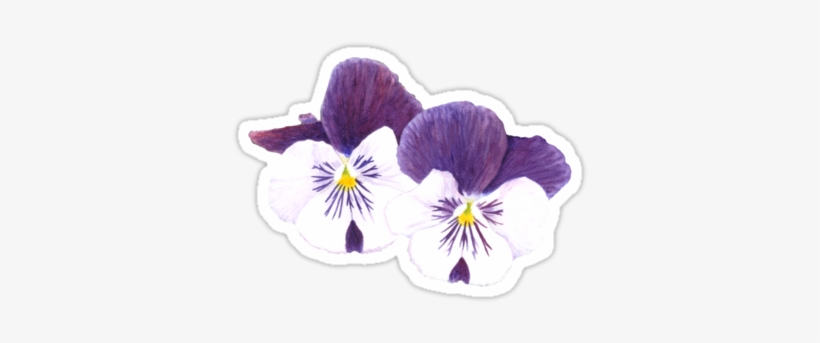 "white And Purple Pansies Flowers" Sticker By Savousepate - White And Purple Pansy Flower, transparent png download