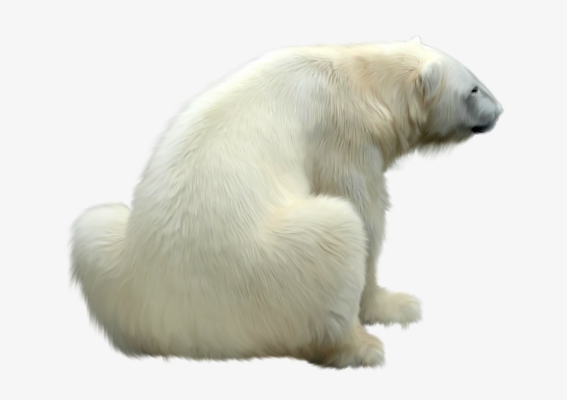 Download - Polar Bear Sitting Png, transparent png download