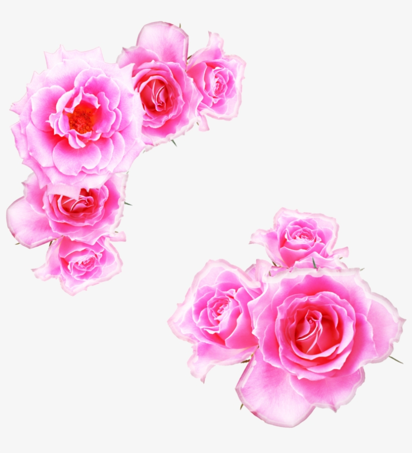 Pink Rose Clipart Pink Gold - Kewra Water, transparent png download