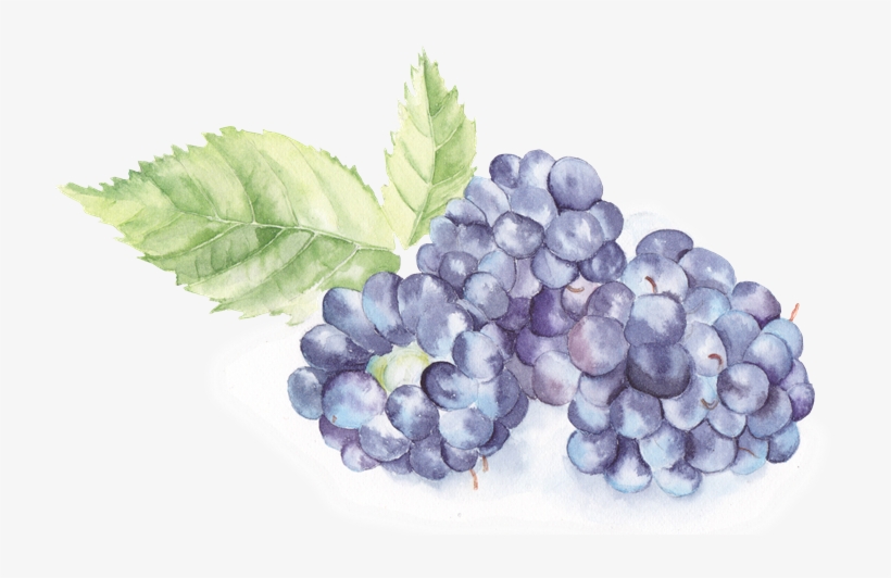 Bake Till The Fruit Is Hot And The Crumble Is Golden - Transparent Watercolor Blackberries Png, transparent png download