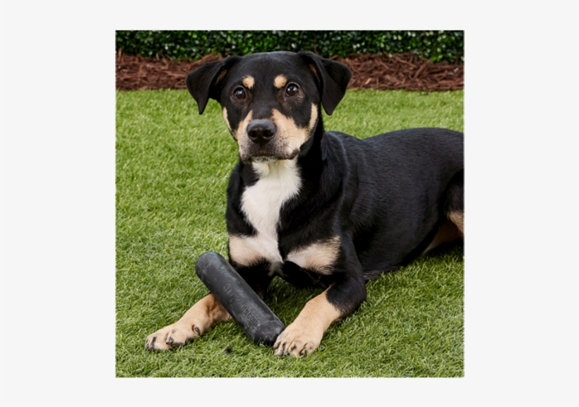 The Gift For Tough Chewers - Huntaway, transparent png download