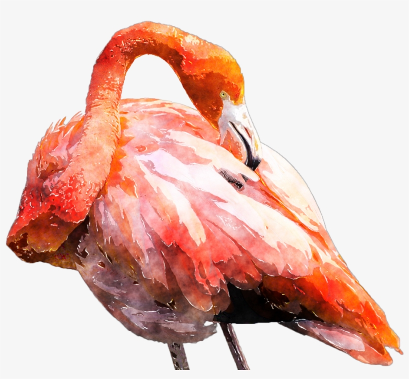 Graphic Transparent Flamingo Clipart Watercolor - Watercolor Painting, transparent png download