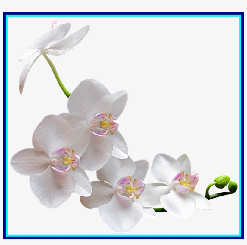 Marvelous Watercolor Orchidflower Of, transparent png download