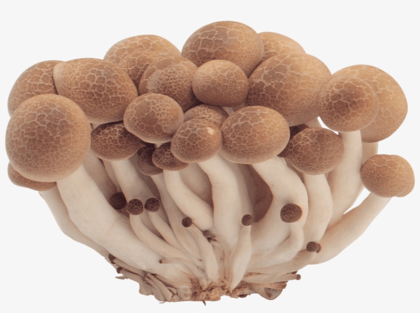 Free Png Mushroom Png Images Transparent - Mushroom Images Png, transparent png download