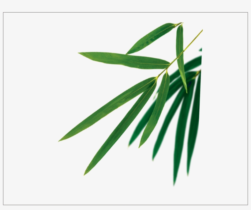 Bamboo Leaves Vector - Dragon Boat Festival, transparent png download