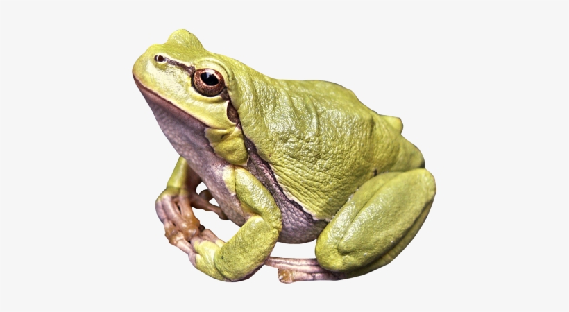Frog Png Image - Frog Png, transparent png download
