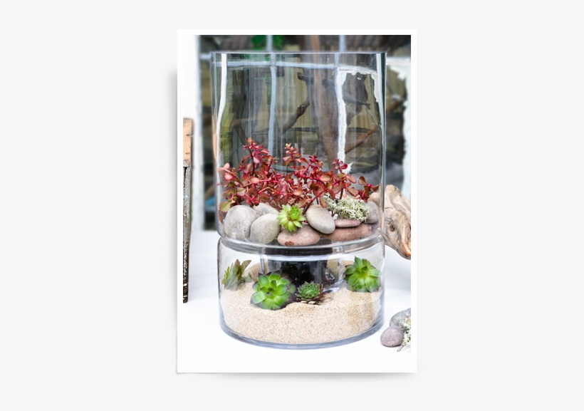 Duplex Terrarium/hurricane - Aquarium, transparent png download