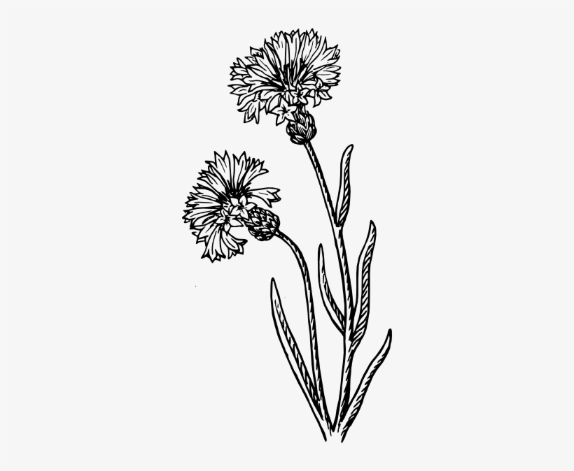 Clip Art At Clker - Cornflower Black And White, transparent png download