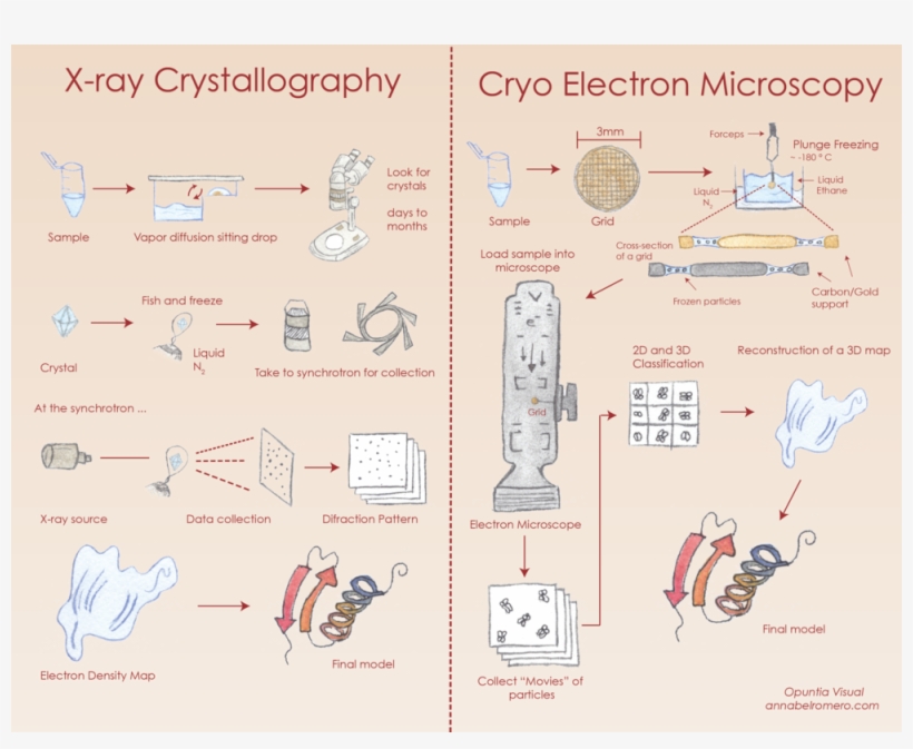 Xtalem-opuntia - Prickly Pear, transparent png download