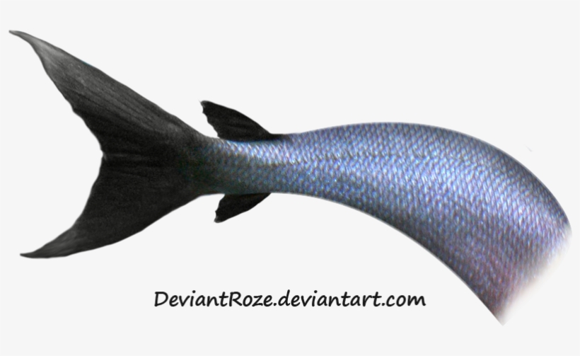 Mermaid Tail Png Transparent Images - Fish Tail Transparent, transparent png download