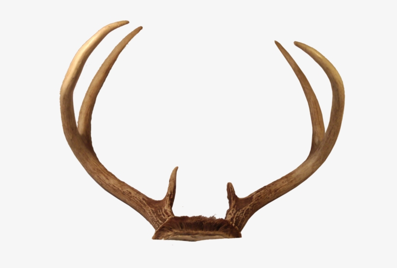Deer Free Png Transparent Background Images Free Download - Antlers Png, transparent png download