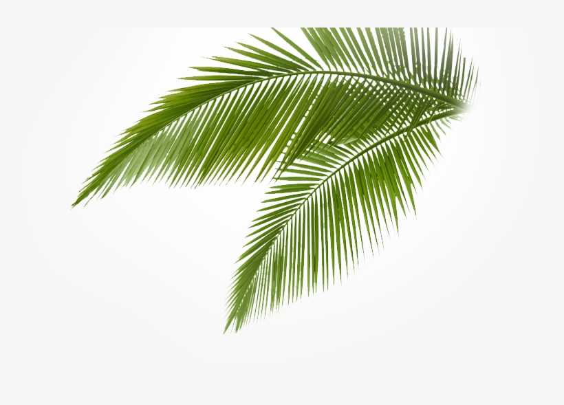 야자 나무 Png, transparent png download