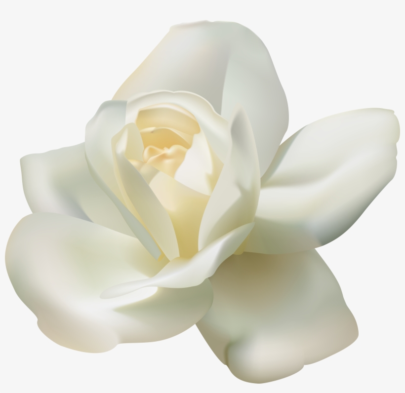 White Rose Png, transparent png download
