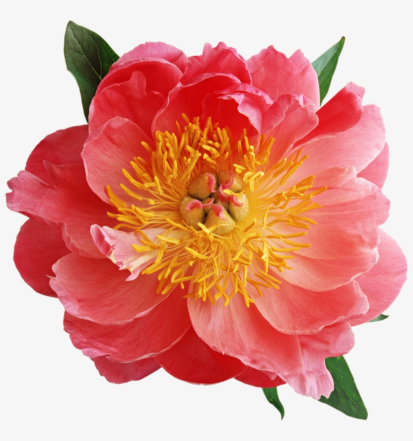 Mais Flores Png - Wonderful Flowers, Blue Colors Pillow Case, transparent png download