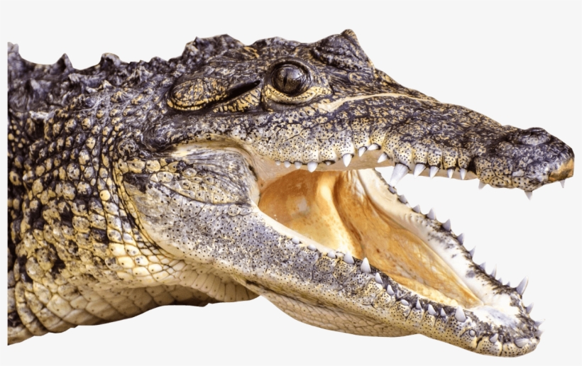 Crocodile Head Left - Png Crocodile, transparent png download