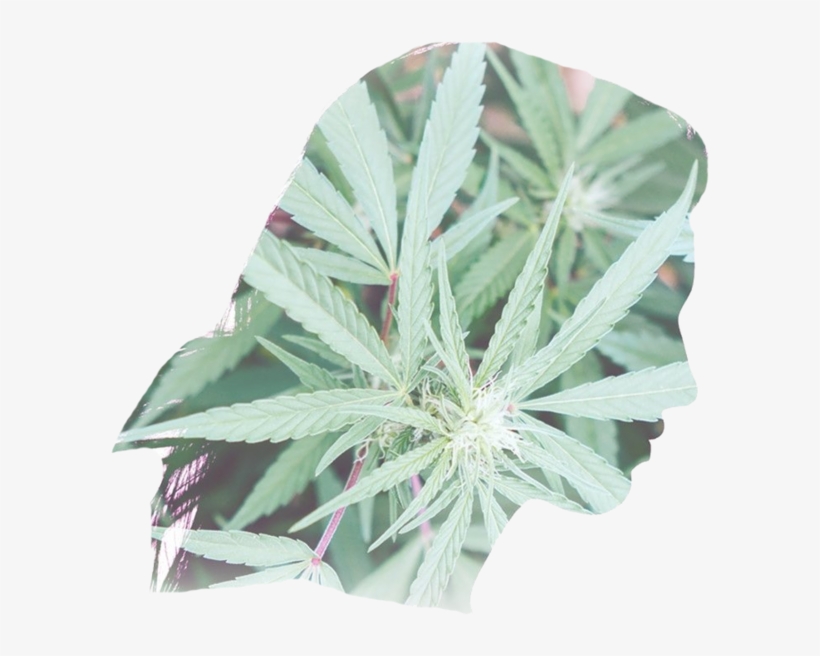 Foria Head - Aphrodite Group, transparent png download