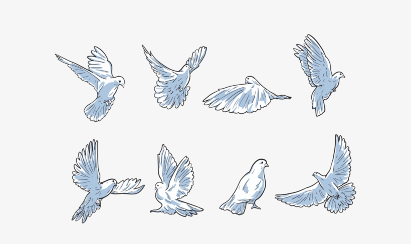 Free Hand Drawn Paloma Vectors - Poultry, transparent png download