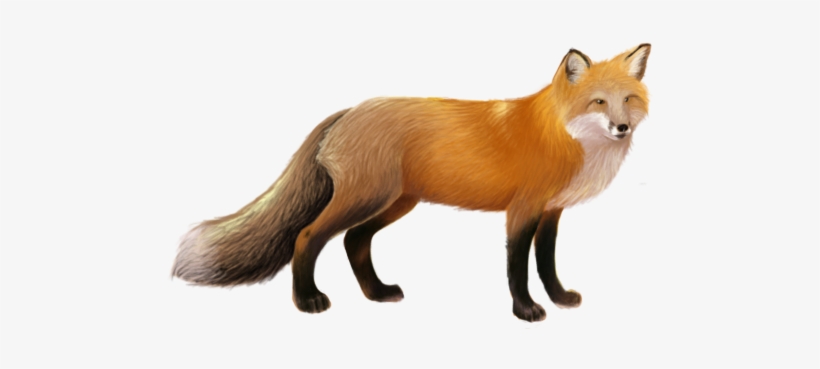 Download - Fox Png, transparent png download