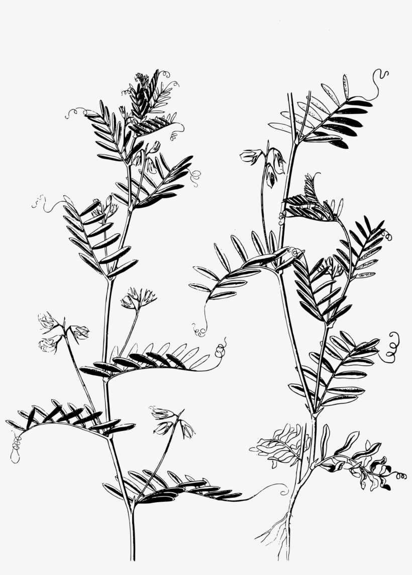 28 Collection Of Plant Drawing Png - Red Lentils Plant Line Art, transparent png download