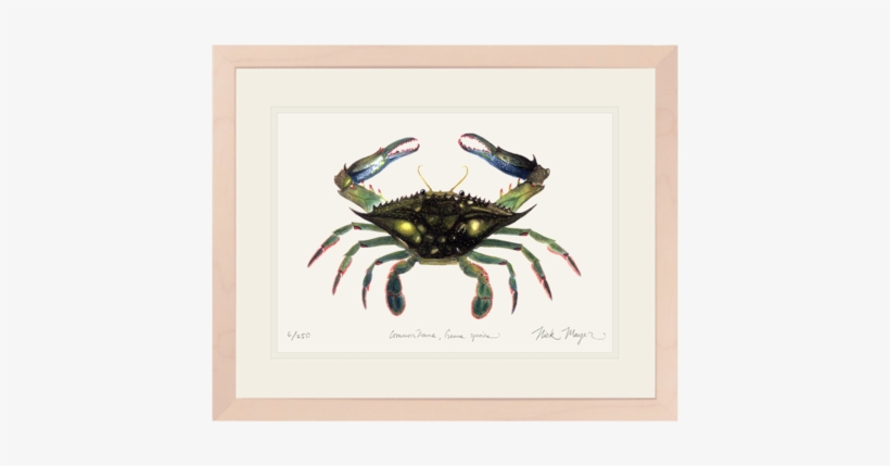 Blue Crab, Claws In - T-shirt, transparent png download