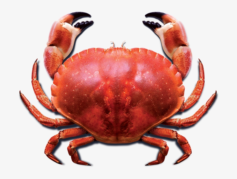 Crab Png Photo - Cooked Crab Png, transparent png download