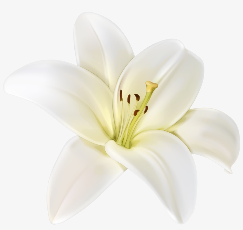 Beautiful White Flower Png Clipart Image - Lily, transparent png download